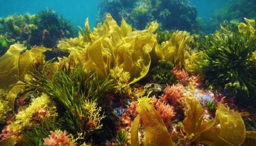 Jabones naturales de algas marinas: Conoce sus beneficios
