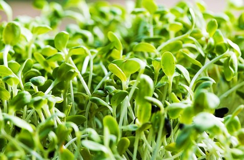 Beneficios del consumo de alfalfa 